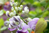 Vigna caracalla blume samen for anpflanzung - cottage garten essential, heirloom & gmo free samen for home garten
 
 sale samen for home garten