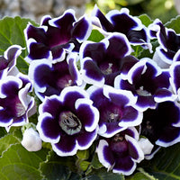 Lila Weiß Gloxinie Blumensamen zur Aussaat kompakt Wuchs Traditionssorte & ohne Gentechnik Samen Hausgarten