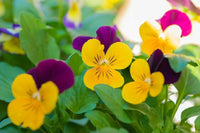 Stiefmütterchen Dynamite Rot Gelb Samen farbenfroh Frühling Blumen