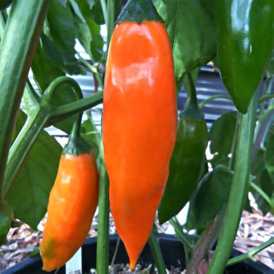Orange Green Amarillo Chili Samen zum Pflanzen