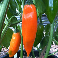 Orange Green Amarillo Chili Samen zum Pflanzen
