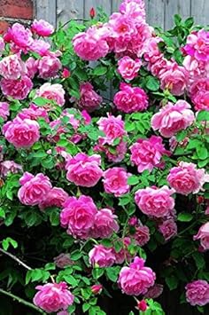 Dark rot azalea blume samen for anpflanzung pollinator friendly heirloom & gmo free samen for home garten
 
 sale for anpflanzung in home garten