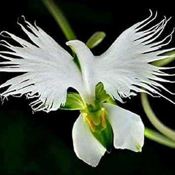 Weiß radiata blume samen for anpflanzung pollinator friendly heirloom & gmo free samen for home garten
 
 sale samen for home garten anpflanzung