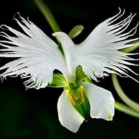 Weiß radiata blume samen for anpflanzung pollinator friendly heirloom & gmo free samen for home garten
 
 sale samen for home garten anpflanzung