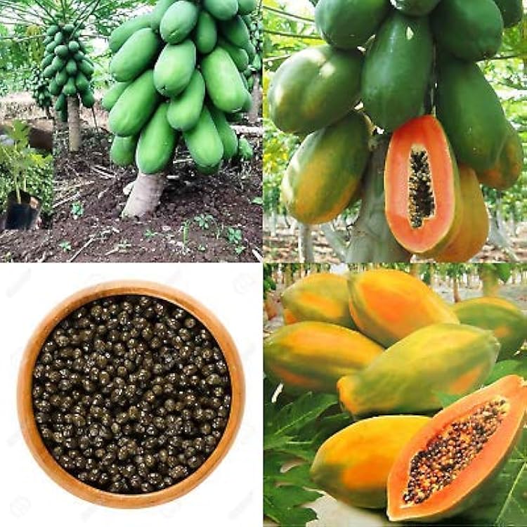 Semi di papaya nana cilindrica facili da piantare