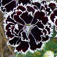 Nelke Chianti Clove Blumensamen zur Aussaat – Wildblume Mischung – Traditionssorte & ohne Gentechnik Samen Hausgarten
