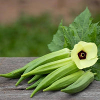 Okra Samen zum Pflanzen Abelmoschus esculentus for vegetable patches and home gardens