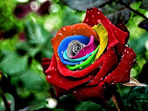 MultiColor Rose Blumensamen zur Aussaat Traditionssorte ohne Gentechnik Samen ideal Garten Bestäuber freundlich
