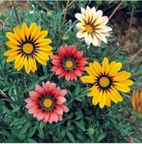 Mixed gazania blume samen for anpflanzung - hardy variety, heirloom & gmo free samen for home garten
 
 sale samen for home garten