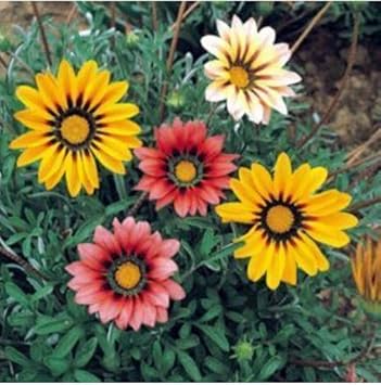 Mixed gazania blume samen for anpflanzung - hardy variety, heirloom & gmo free samen for home garten
 
 sale samen for home garten