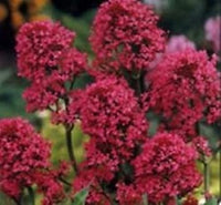 Rot jupiter blume samen for anpflanzung - cut blume favorite, heirloom & gmo free samen for home garten
 
 sale for anpflanzung in home garten