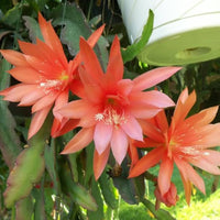 Orange Cherokee Blumensamen zur Aussaat – hochwertige Qualitäts- – Traditionssorte & ohne Gentechnik Samen Hausgarten