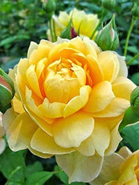 Gelb Rose DIY Garten Samen