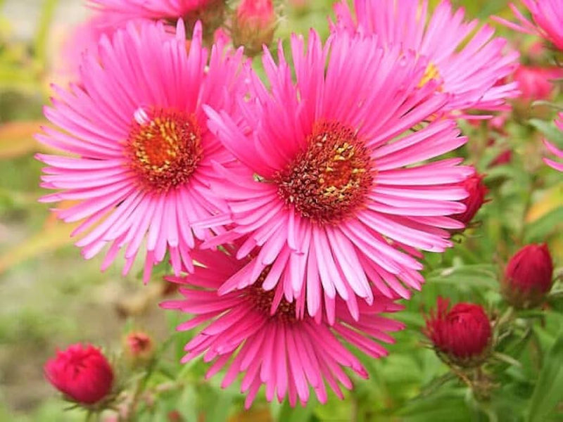 Aster amellus samen for anpflanzung in blume bed