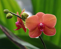 Marron Schmetterlingsorchidee Orchidee Blumensamen zur Aussaat Anzucht Traditionssorte & ohne Gentechnik Samen Hausgarten