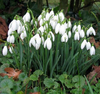 Snowdrop Blumensamen zur Aussaat kompakt Wuchs Traditionssorte & ohne Gentechnik Samen Hausgarten