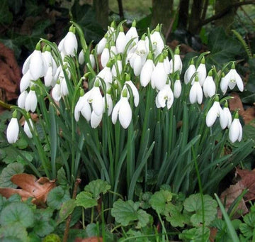 Snowdrop Blumensamen zur Aussaat kompakt Wuchs Traditionssorte & ohne Gentechnik Samen Hausgarten