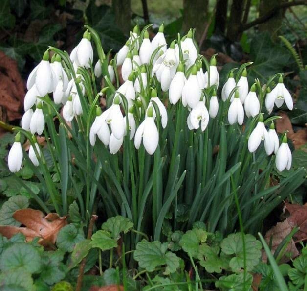 Snowdrop Blumensamen zur Aussaat kompakt Wuchs Traditionssorte & ohne Gentechnik Samen Hausgarten