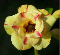 Gelb (gelb rosa) samen for anpflanzung in home garten