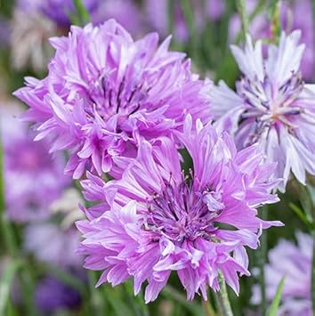 Cornflower blume samen for anpflanzung - cut blume favorite, heirloom & gmo free samen for home garten
 
 sale for anpflanzung in home garten.
