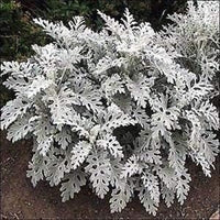 Gray cineraria dusty blume samen for anpflanzung - seasonal bloomer, heirloom & gmo free samen for home garten
 
 sale for anpflanzung in home garten.