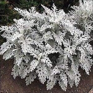 Gray cineraria dusty blume samen for anpflanzung - seasonal bloomer, heirloom & gmo free samen for home garten
 
 sale for anpflanzung in home garten.