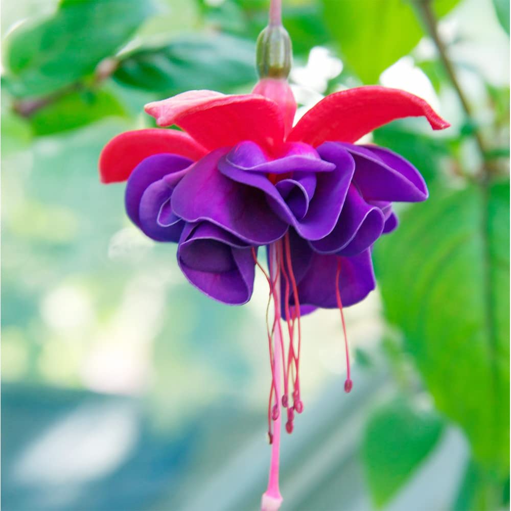 Fuchsie Samen Rosa Blumen – ideal Bonsai hängend Blume Gärten