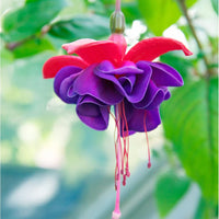 Fuchsie Samen Rosa Blumen – ideal Bonsai hängend Blume Gärten