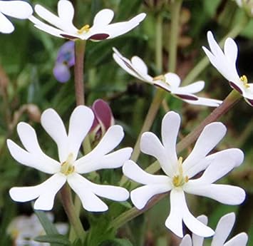 Weiß zaluzianskya blume samen for anpflanzung - perfect for borders, heirloom & gmo free samen for home garten
 
 sale samen for anpflanzung in home garten