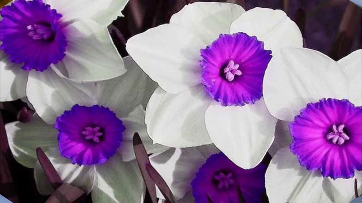 Violet (violet weiß) samen for anpflanzung in home garten