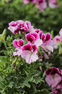 Geranie Pelargonium Blumensamen – Garten & Balcony Blüten
