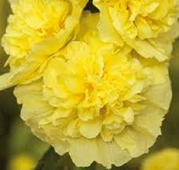 Gelb hollyhock blume samen for anpflanzung - colorful display, heirloom & gmo free samen for home garten
 
 sale for anpflanzung in home garten