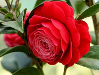 Bunte Kamelie Samen Ornamental Aussaat