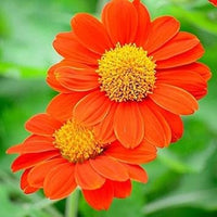 Mexican blume samen for anpflanzung seasonal bloomer heirloom & gmo free samen for home garten 
 
 sale for anpflanzung in home garten
