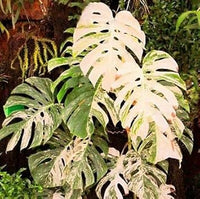 Mixed turtle pflanze leaves samen for anpflanzung - fragrant blossoms, heirloom & gmo free samen for home garten
 
 sale samen for home garten