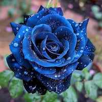 dunkel Blau Holland Rose Blumensamen zur Aussaat Landhaus Garten wichtig Traditionssorte & ohne Gentechnik Samen Hausgarten