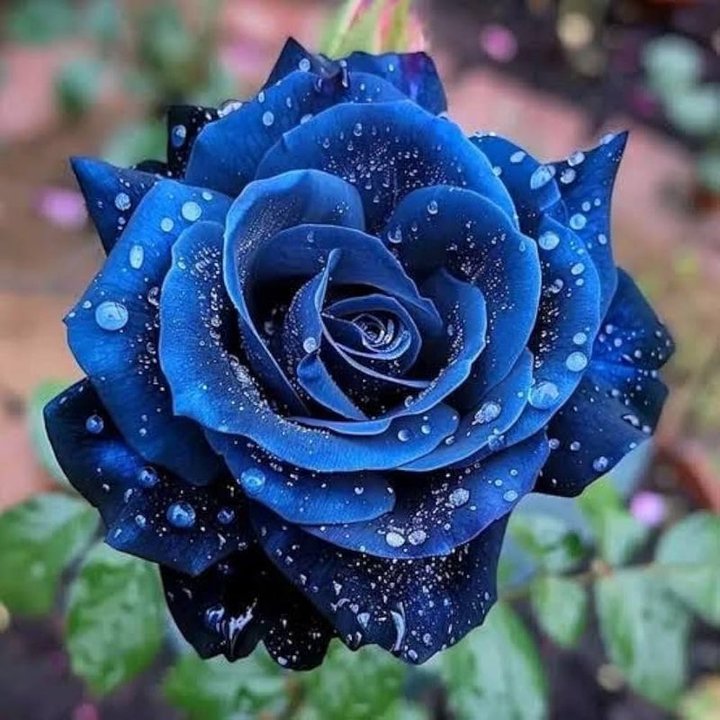 dunkel Blau Holland Rose Blumensamen zur Aussaat Landhaus Garten wichtig Traditionssorte & ohne Gentechnik Samen Hausgarten