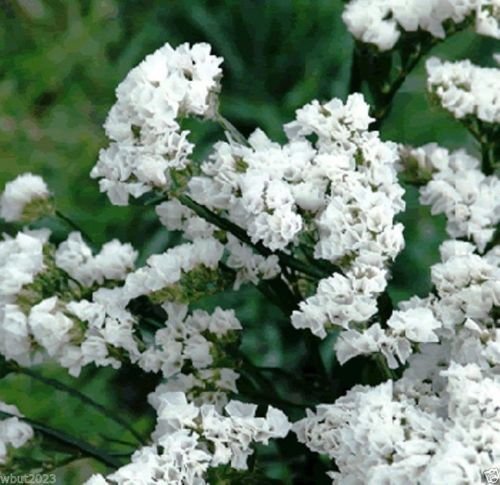 Limonium Sinuatum Iceberg Blumensamen zur Aussaat kompakt Wuchs Traditionssorte & ohne Gentechnik Samen Hausgarten