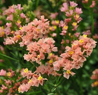 Apricot Statice Blumensamen elegant Dried Blumen