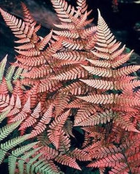 Dark rosa fern blume samen for anpflanzung - compact growth, heirloom & gmo free samen for home garten
 
 sale samen for home garten