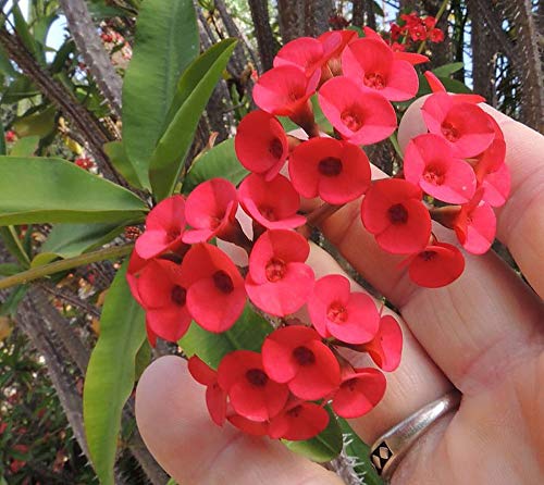 Rot Succulent Blumensamen zur Aussaat – Anzucht Traditionssorte & ohne Gentechnik Samen Hausgarten