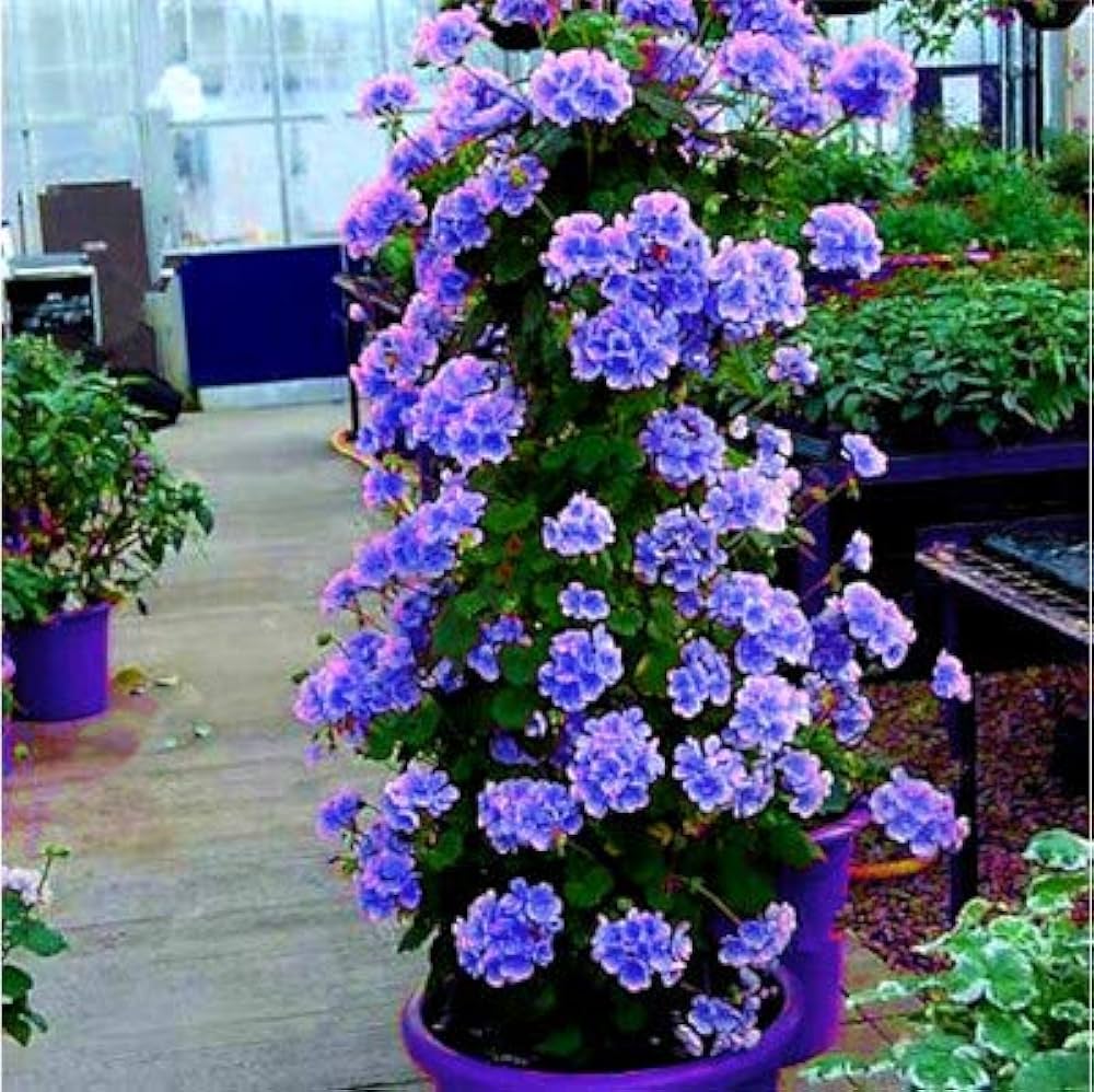 Blau kletternd Geranie Blumensamen zur Aussaat – lang Blüte Saison – Traditionssorte & ohne Gentechnik Samen Hausgarten