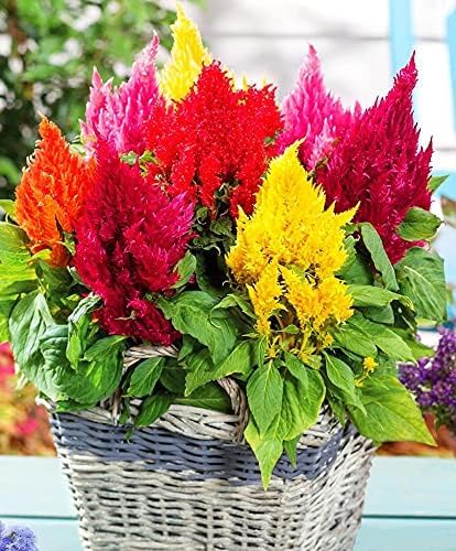 Plumed Blumensamen zur Aussaat – farbenfroh Schau – Traditionssorte & ohne Gentechnik Samen Hausgarten