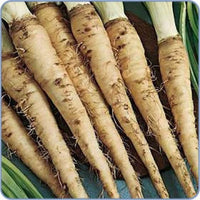 Salsify Gemüse Planting Samen for Your Garden