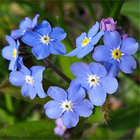 Forget me not samen for beautiful, hardy garten blooms