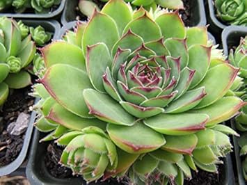 Grün chicks sempervivum blume samen for anpflanzung - sun loving, heirloom & gmo free samen for home garten
 
 sale for anpflanzung in home garten.