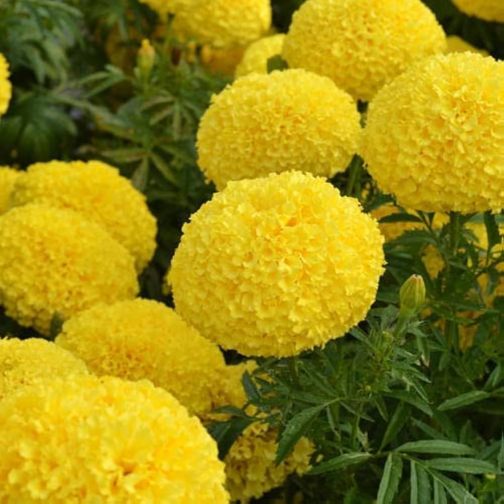 Goldmelisse Blumensamen zur Aussaat – kompakt Wuchs – Traditionssorte & ohne Gentechnik Samen Hausgarten