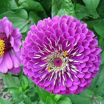 Lila zinnia blume samen for anpflanzung hardy variety heirloom & gmo free samen for home garten 
 
 sale samen for home garten anpflanzung
