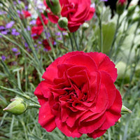 Nelke Rot Blumensamen zur Aussaat – hochwertige Qualitäts- – Traditionssorte & ohne Gentechnik Samen Hausgarten