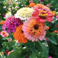 Mischung Zinnie Scabiosa einjährig Samen zur Aussaat